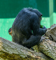 Obraz premium chimpanzee (Pan troglodytes) on a log with baby peaking from behind