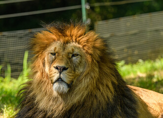 adult male of barbary lion (Panthera leo leo) portrait
