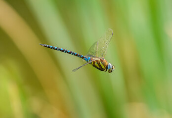 dragonfly migrant hawker (Aeshna mixta) in flight