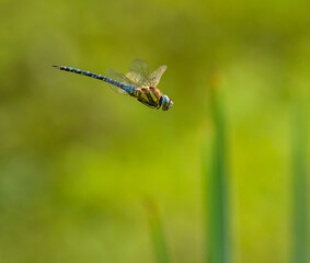 dragonfly migrant hawker (Aeshna mixta) in flight