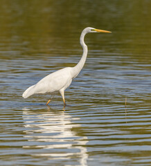 great egret (Ardea alba) alias common, large or great white egret or heron wading in pond