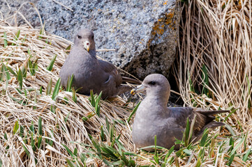Dark-morphed Northern Fulmar (Fulmarus glacialis) at Chowiet Island, Semidi Islands, Alaska, USA