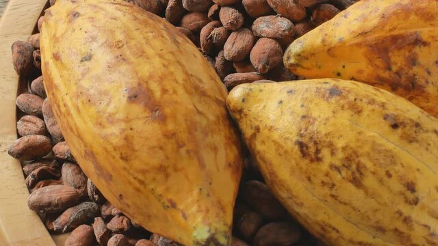 Ripe cocoa pod and nibs, cocoa beans set up the background. Rotation.