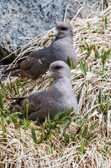 Dark-morphed Northern Fulmar (Fulmarus glacialis) at Chowiet Island, Semidi Islands, Alaska, USA