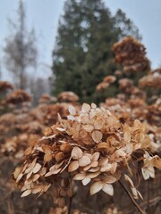 pine cones in the snow
