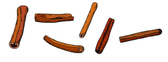 Cinnamon spice set. Hand Drawn illustration. White background, isolate. Stock illustration.