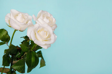 Banner with white rose for design