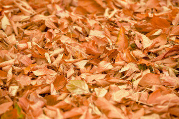 Background of fallen yellow leaves. Autumn background.