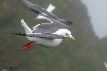 Red-legged Kittiwake (Rissa brevirostris) at colony in St. George Island, Pribilof Islands, Alaska, USA