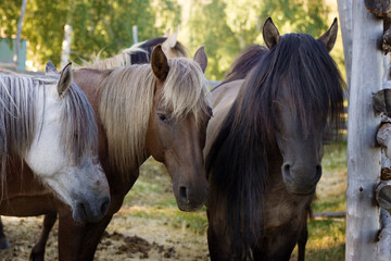 Obraz premium Horses in the paddock on the farm. Concept breeding of domestic animals and livestock, agriculture, farming, animal husbandry.