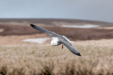 Red-legged Kittiwake (Rissa brevirostris) at colony in St. George Island, Pribilof Islands, Alaska, USA