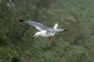 Red-legged Kittiwake (Rissa brevirostris) at colony in St. George Island, Pribilof Islands, Alaska, USA