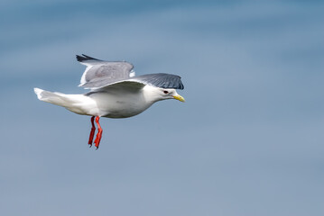 Red-legged Kittiwake (Rissa brevirostris) at colony in St. George Island, Pribilof Islands, Alaska, USA