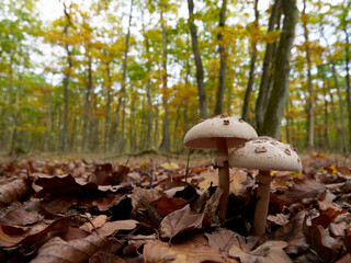 Closeup of two parasol mushrooms (Macrolepiota procera) in the wood with autumn colours