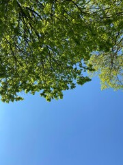 green leaves against blue sky