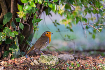 A red robin or Erithacus rubecula. This bird is a regular companion during gardening pursuits