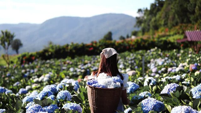 Young woman traveler relaxing and enjoying with blooming hydrangeas flower field in Thailand, Travel lifestyle concept