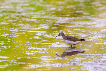 Wood Sandpiper or Tringa glareola or Charadrii. Wild bird in a natural habitat