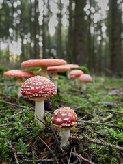 Close-up of several fly agaric mushrooms (Amanita muscaria) in the wood, Germany
