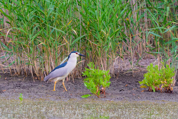 Black-crowned Night Heron or Nycticorax nycticorax