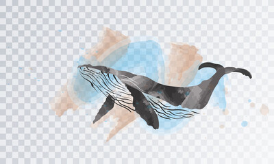 Vector hand drawn black and white whale. Beautiful hand drawn humpback whale. Sketch vector illustration