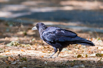 Rook bird or Corvus frugilegus on a ground