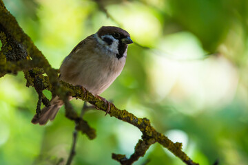 Little Sparrow perched on a tree branch