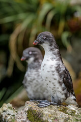 Obraz premium Least Auklets (Aethia pusilla) at colony in St. George Island, Pribilof Islands, Alaska, USA