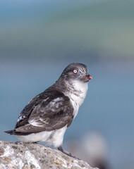 Least Auklet (Aethia pusilla) with food to chick at colony, St. George Island, Pribilof Islands, Alaska, USA