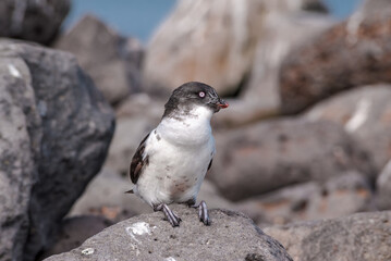 Least Auklet (Aethia pusilla) with food to chick at colony, St. George Island, Pribilof Islands, Alaska, USA