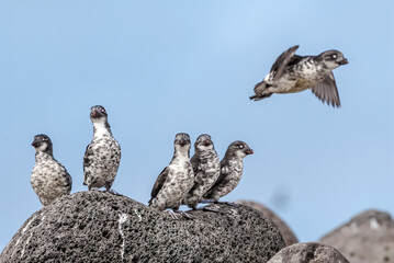 Least Auklets (Aethia pusilla) at colony in St. George Island, Pribilof Islands, Alaska, USA
