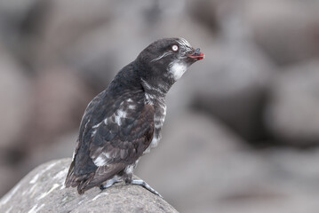 Least Auklet (Aethia pusilla) at colony in St. George Island, Pribilof Islands, Alaska, USA