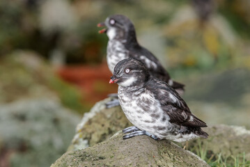 Least Auklets (Aethia pusilla) at colony in St. George Island, Pribilof Islands, Alaska, USA