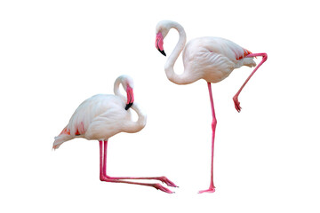 Set of Flamingos in different positions isolated on white background