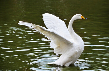 white swan on the water