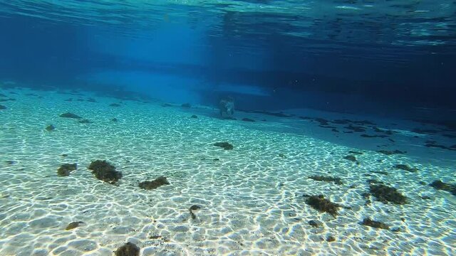 Manatee  swims to camera on crystal clear Silver Glen Springs Florida