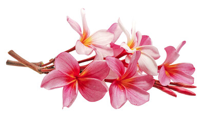 Fototapeta premium Frangipani, Plumeria flower isolated on white background