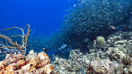 Bait ball, school of fish in turquoise water of coral reef in Caribbean Sea, Curacao with coral and sponge