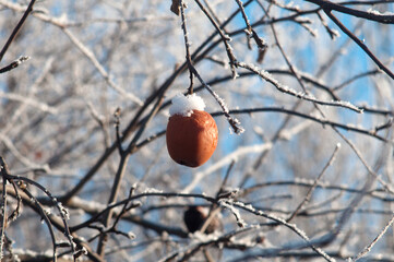 powdered Apple under the snow on the Apple tree