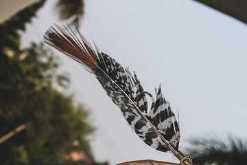 A closeup of a fluffy feather against the blue background