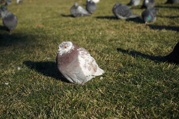 bird on the grass