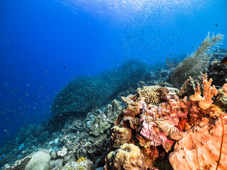Naklejka na ściany i meble Bait ball, school of fish in turquoise water of coral reef in Caribbean Sea, Curacao with coral and sponge
