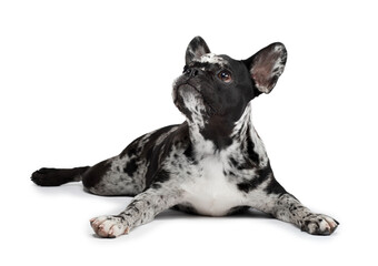 charming dog lies on a white background. French Bulldog of rare marble color. Pet in the studio