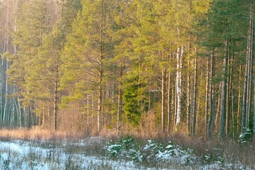 Winter forest with magical light.