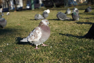 pigeons in the park