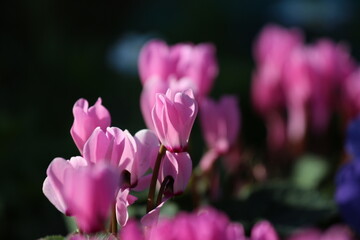 シクラメン（桃色）