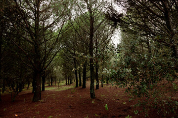 Bosque en Sierra morena, en invierno ,Córdoba, Andalucía, España