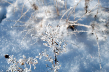 twigs under the snow on the Bush