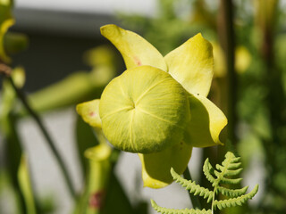 Sarracenia flava | Flowers of Yellow pitcher plant or golden trumpet
