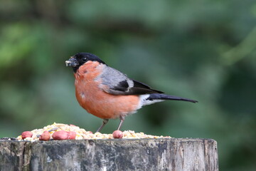 male bullfinch feeding in a woodland setting